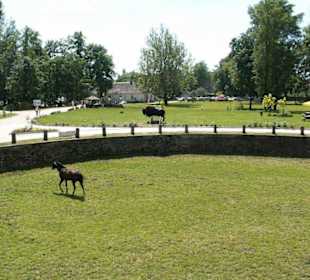 Wybieg dla koni przed pałacem