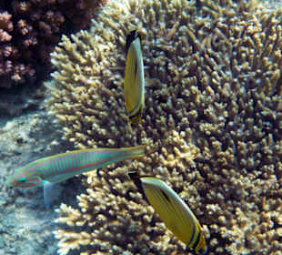 Korallenriff am Hotel