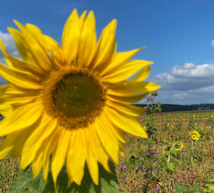 Altmühltal-Panoramaweg
