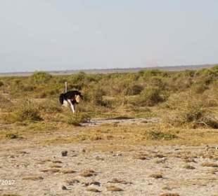 PrivatSafari 10/17 - Tsavo+Amboseli - impressions