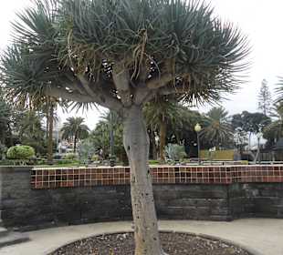 Parque Doramas, Las Palmas 02-2015