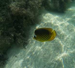 Schnorcheln El Quseir