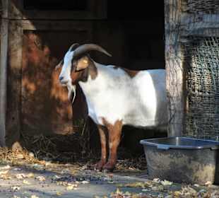 Tiergehege im Bürgerpark Bremerhaven
