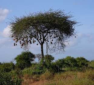 tree with bird's nests