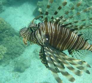 Schnorcheln Marsa Alam