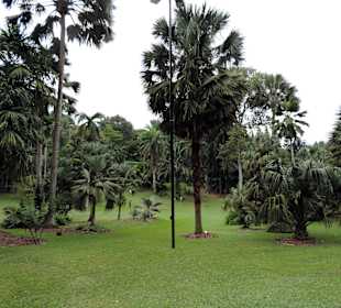 Rośliny w ogrodzie botanicznym w Singapurze 