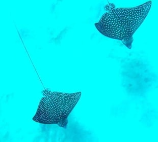 Adlerrochen in der Bucht