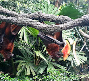 Singapur Zoo