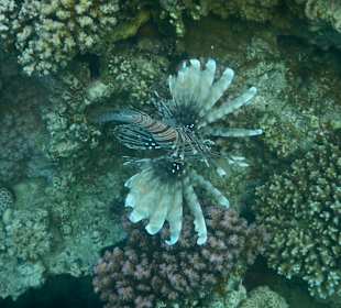 Schnorcheln Makadi Bay