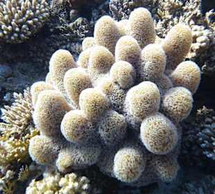 Softkorallen 