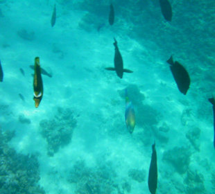 Schnorchelausflug im Roten Meer