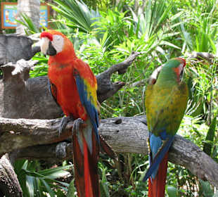 Freilebende Papageien