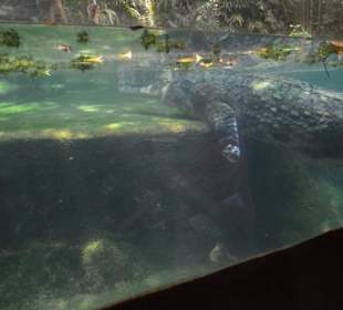 Singapur Zoo