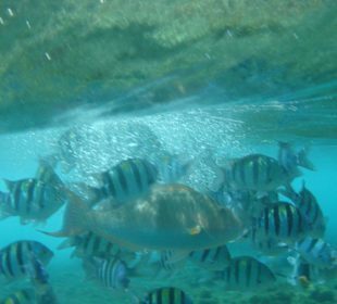 Rafa na plaży Reef Beach 