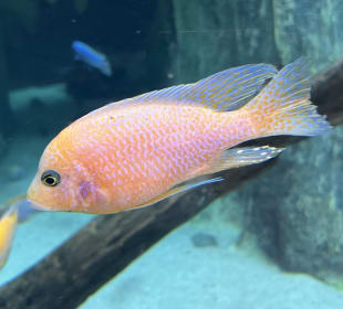 Fisch