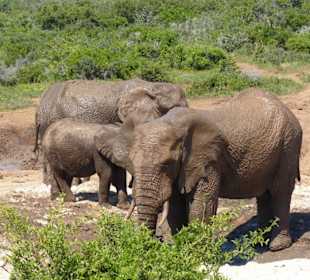 Richtung Wasserloch wurde es voller