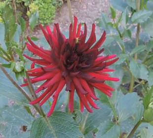 Real Jardín Botánico de Madrid