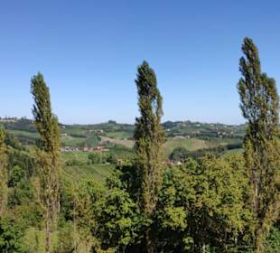 Weinbaugebiet bei Glanz