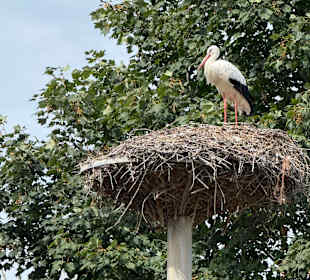 Irrland Bauernhof-Erlebnisoase