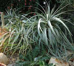 Die Tropengewächshäuser in "Planten un Blomen"