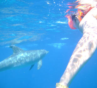 Delfinschwimmen Delfine & Meer