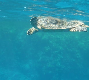 Delfinschwimmen 21.09.