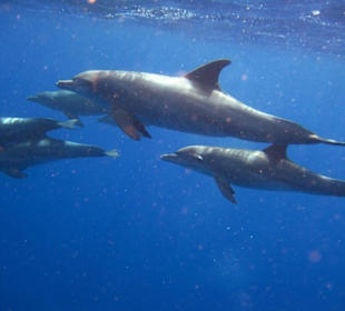Schnorcheln Am Hausriff Gorgonia Beach!