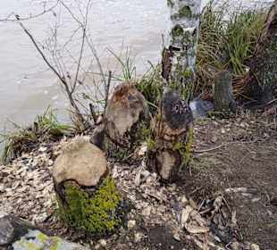 Biber ganze Leistung