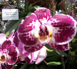 Orchideenschau auf der Mainau.
