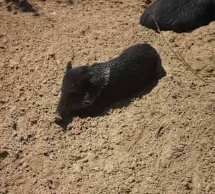 Ein kleines schwarzes Ferkel 