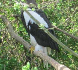 Zoo Heidelberg 