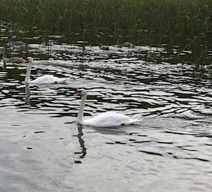 Schwäne im Jagowkanal