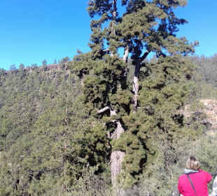 Teide Nationalpark in Las Canadas del Teide