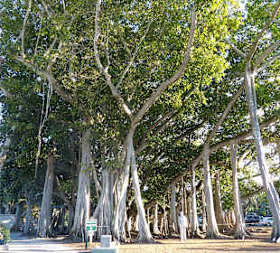 Schön angelegt und informativ