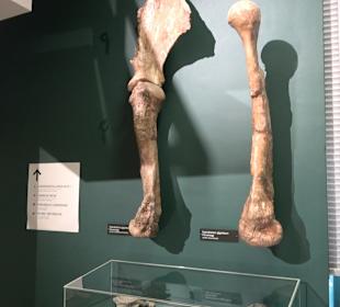 Staatliches Naturkunde Museum