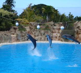 „Loro Parque" Park