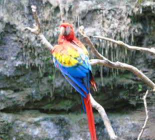 Xaman Ha Bird Park