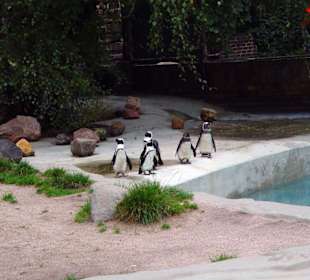 Pinguine