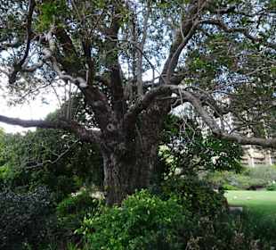 Stadtrundgang Sydney