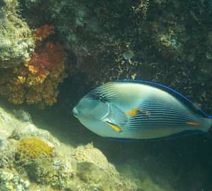 Begegnung unter Wasser direkt beim Hotel