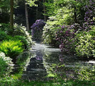 Hauptblüte im Rhododendronpark Bremen