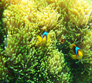 Nemo gefunden