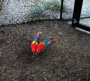 Zoo Münster - Die Tiere