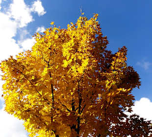Herbstspaziergang durch den Bürgerpark Bremen