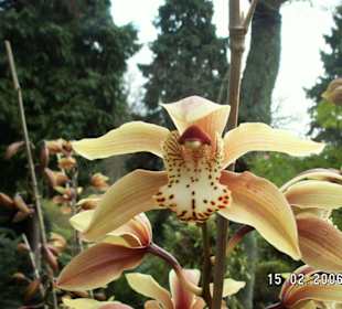 Orchideengarten am Monte