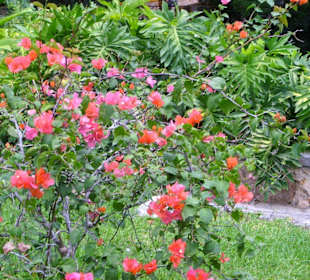 Garten bei der Cenote