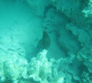 Viele kleine Meeresbewohner