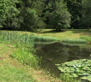 Froschteich