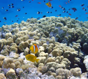 Rotmeeranemonenfisch (Nemo) und div. Arten