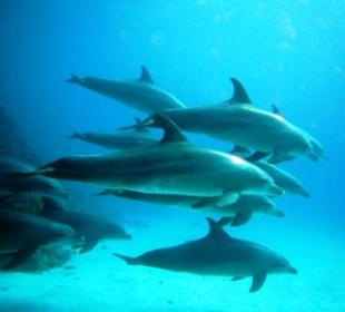 Delfin Bootsausflug, Hurghada